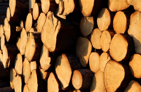 cut trunks of pine tree on stock