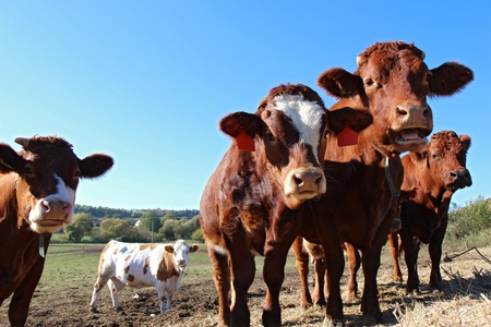 close up view of brown cows on the field 