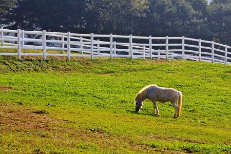 Horse in the field