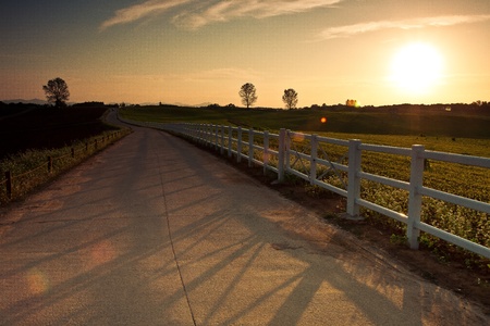 Sunset in the farm