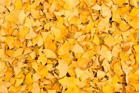 Gingko leavesの写真素材