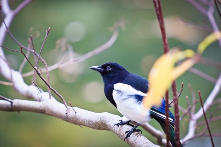 A bird on the branchの写真素材