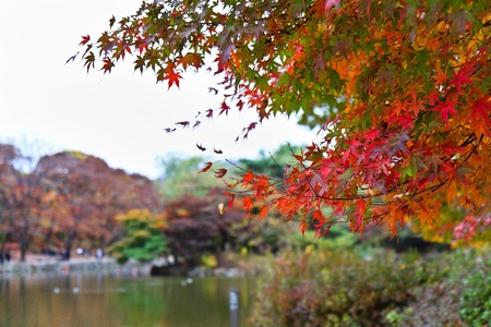 Red foliage の写真素材