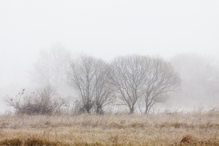 Trees in the mistの写真素材
