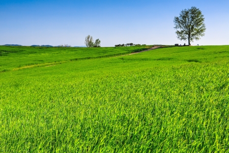Green field with treeの写真素材