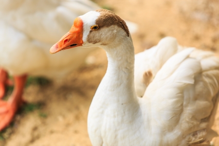 Duck in the parkの写真素材