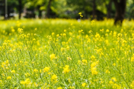 Yellow flowersの写真素材
