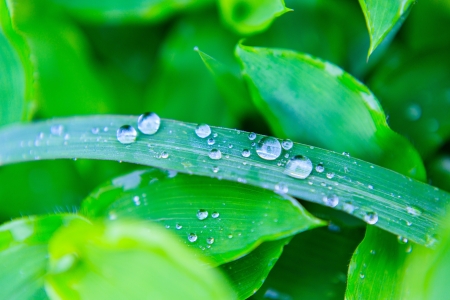 Dewdrop on the leafの写真素材