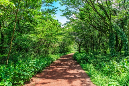 Pathway in the green forestの写真素材