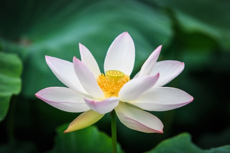 White lotus at pondの写真素材