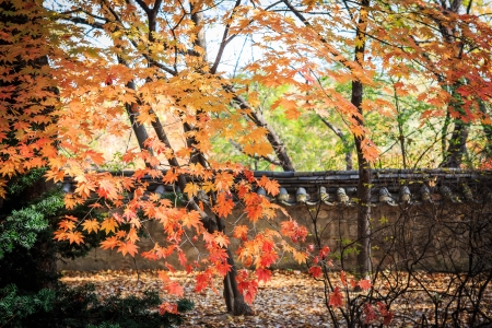 Autumn foliage and wallの写真素材
