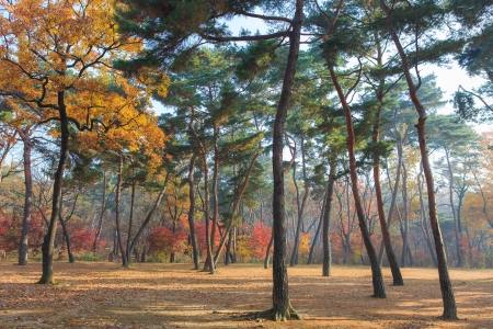 Autumn colorsの写真素材