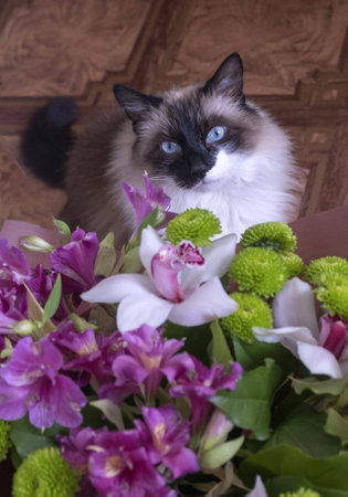 a cat near a bouquet of flowersの写真素材