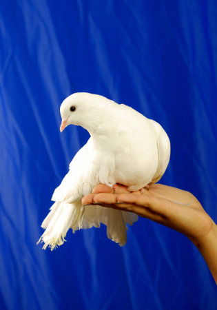 white dove sits on the handの写真素材