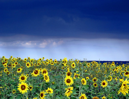 field with sunflowers before rain stormの写真素材
