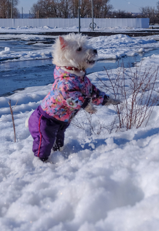 A dog in warm clothesの写真素材