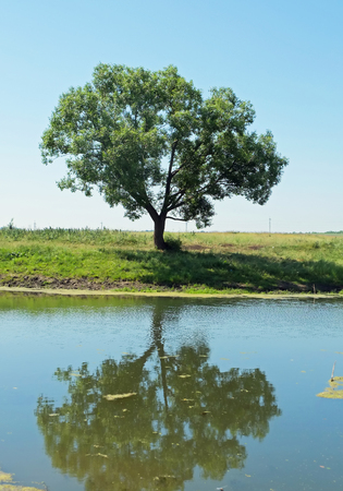 Lonely tree on the shore of a pondの写真素材