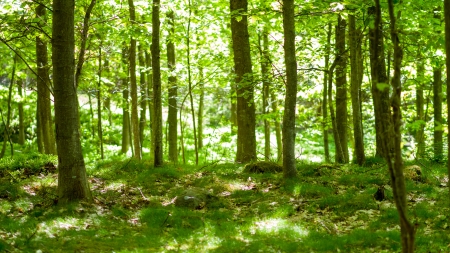 Broad leaved Southern Scandinavian forest with low depth of field