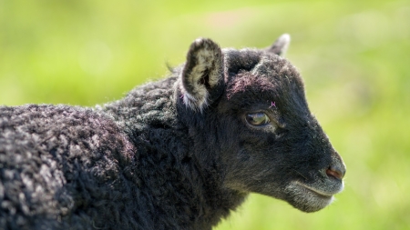 Cute black lamb portrait form the sideの写真素材