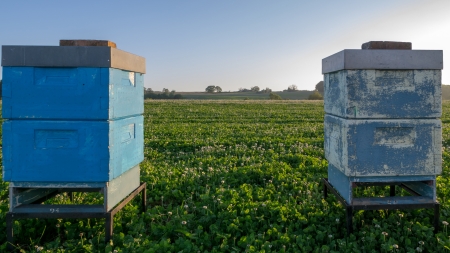 Bee hive for pollination on a clover field