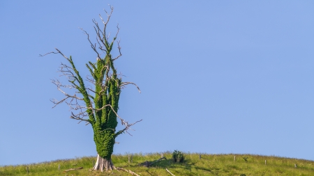 Spooky dead tree on a hill with a clear blue sky, an easy blue screenの写真素材