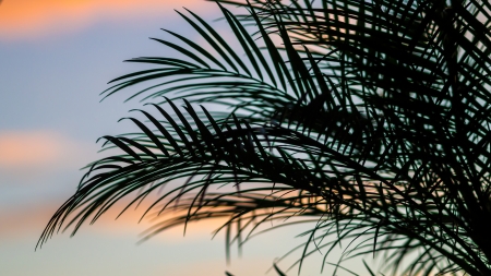 Palm tree silhouette on an evening skyの写真素材