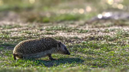 Backlit European hedgehog Erinaceus europaeus walking on short grass in the search for foodの写真素材