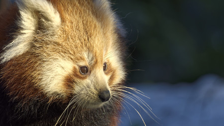Red panda Ailurus fulgens portrait in snow