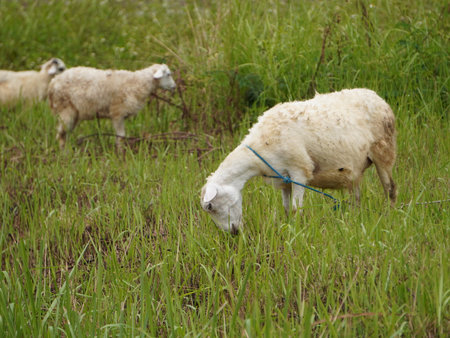 Sheep grazing in a green meadow. Shallow depth of field.の写真素材
