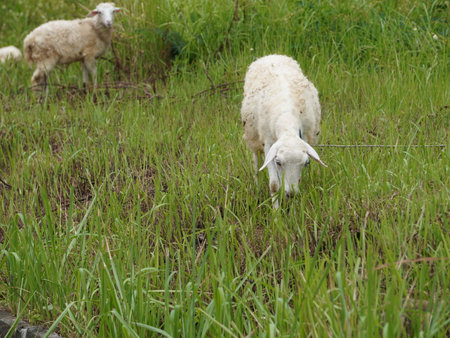 Sheep grazing in a green meadow in the countryside of Thailandの写真素材