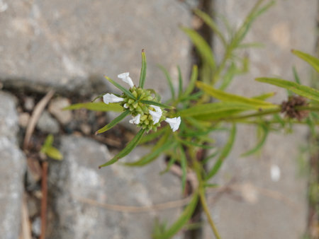 Flower of a small plant with white flowers and green leaves.の写真素材