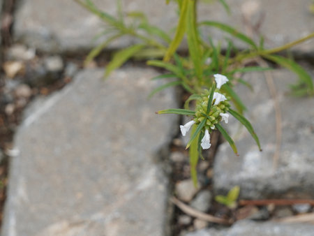 White flower on the ground. Close-up. Selective focus.の写真素材