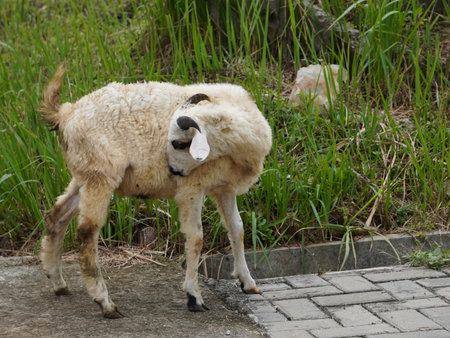 Sheep eating grass.の写真素材