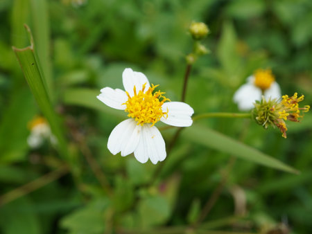 White flower on green background, close up.の写真素材