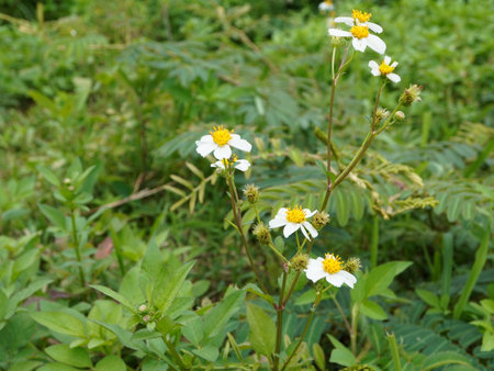 White flowers on a green background.の写真素材