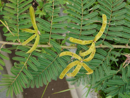 Acacia dealbata is a species of flowering plant in the family Acacia.の写真素材