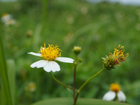 Close up of white flower in the field with green grass background.の写真素材