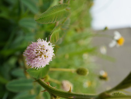 Flowering mimosa plant with white petals and green leavesの写真素材