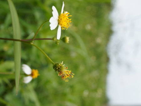 white flower with yellow pollen and green leaves in the garden on blurred backgroundの写真素材
