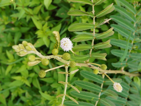 Close up of Acacia dealbata flower in nature garden.の写真素材