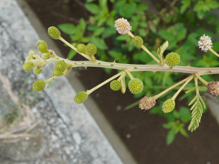 Flowering branch of a bush with green leaves in the gardenの写真素材