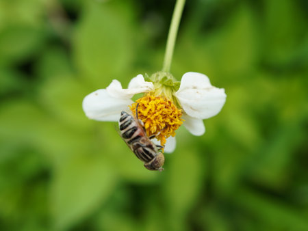 Bee on a white flower in the garden. Macro. Shallow depth of fieldの写真素材