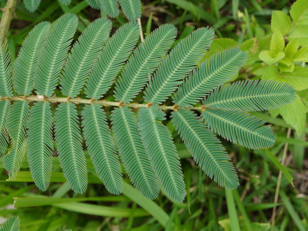 Leaf of Acacia pennata tree, Acacia pennataの写真素材