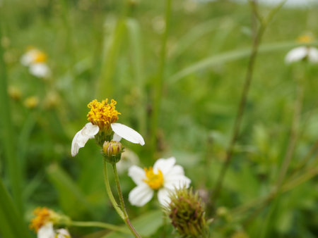 Chamomile flower on a meadow in the summer.の写真素材