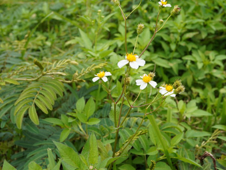 White flower in garden at Doi Mae Salong, Chiang Rai, Thailandの写真素材