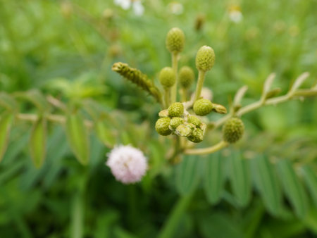 mimosa flower in the garden, closeup of green leavesの写真素材