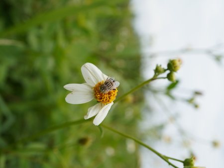Bee on white flower in the meadow. Shallow depth of field.の写真素材