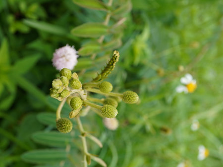 Mimosa pudica, commonly known as the milkweedの写真素材