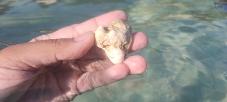 Hand holding a seashell in the water, close-up.