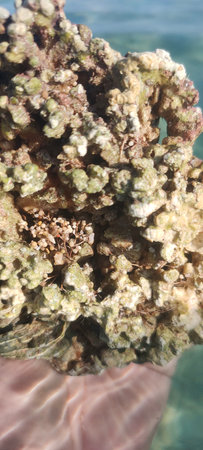 Coral on the seashore in the summer time. Close-upの写真素材
